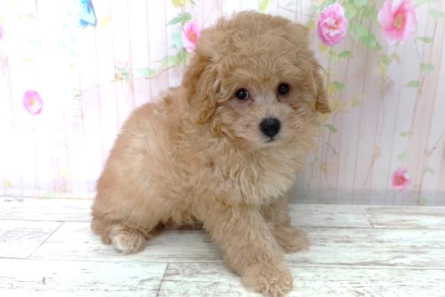 埼玉県のトイプードル(トイ) (Coo&RIKU川越店/2026年1月16日生まれ/男の子/アプリコット)の子犬の3枚目の画像