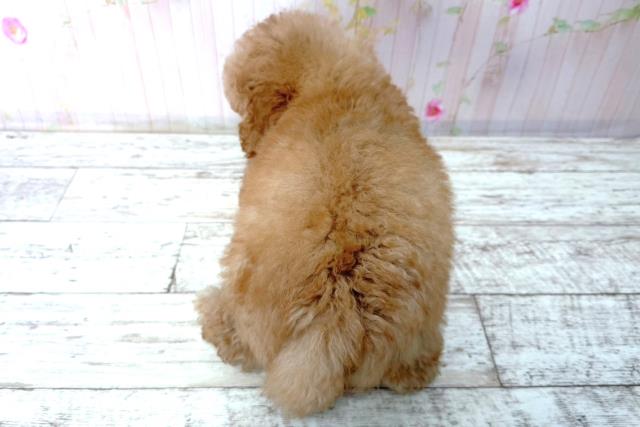 埼玉県のトイプードル(トイ) (Coo&RIKU川越店/2026年1月16日生まれ/男の子/アプリコット)の子犬の4枚目の画像