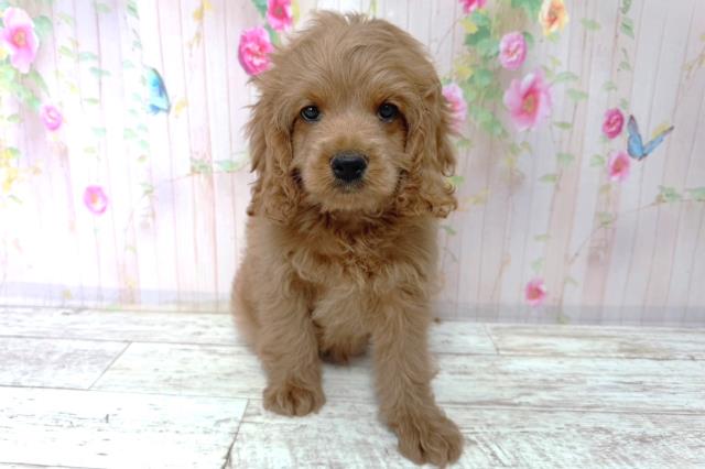 北海道のコッカプー(アメリカンコッカースパニエル×プードル) (Coo&RIKU北見店/2026年1月15日生まれ/男の子/アプリコット)の子犬の1枚目の画像