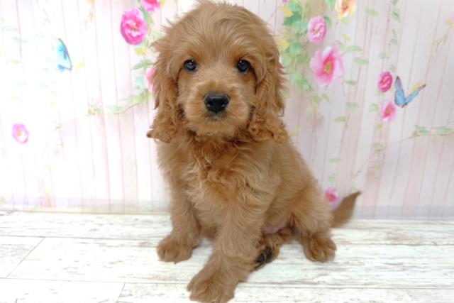 北海道のコッカプー(アメリカンコッカースパニエル×プードル) (Coo&RIKU北見店/2026年1月15日生まれ/男の子/アプリコット)の子犬の2枚目の画像