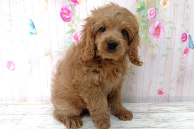 北海道のコッカプー(アメリカンコッカースパニエル×プードル) (Coo&RIKU北見店/2026年1月15日生まれ/男の子/アプリコット)の子犬の3枚目の画像