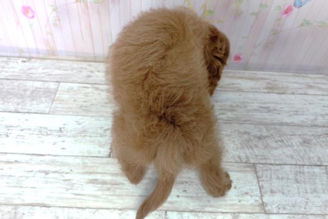 北海道のコッカプー(アメリカンコッカースパニエル×プードル) (Coo&RIKU北見店/2026年1月15日生まれ/男の子/アプリコット)の子犬の4枚目の画像