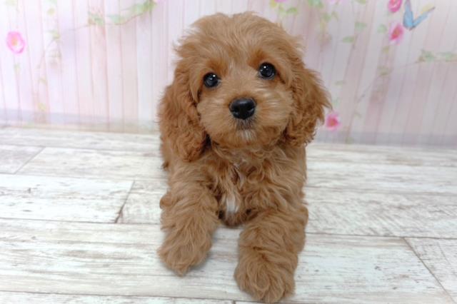 北海道のコッカプー(アメリカンコッカースパニエル×プードル) (Coo&RIKU苫小牧店/2026年1月15日生まれ/女の子/アプリコット)の子犬の1枚目の画像