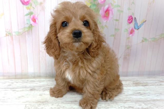 北海道のコッカプー(アメリカンコッカースパニエル×プードル) (Coo&RIKU苫小牧店/2026年1月15日生まれ/女の子/アプリコット)の子犬の2枚目の画像