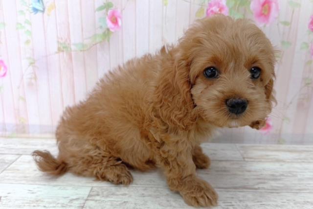 北海道のコッカプー(アメリカンコッカースパニエル×プードル) (Coo&RIKU苫小牧店/2026年1月15日生まれ/女の子/アプリコット)の子犬の3枚目の画像