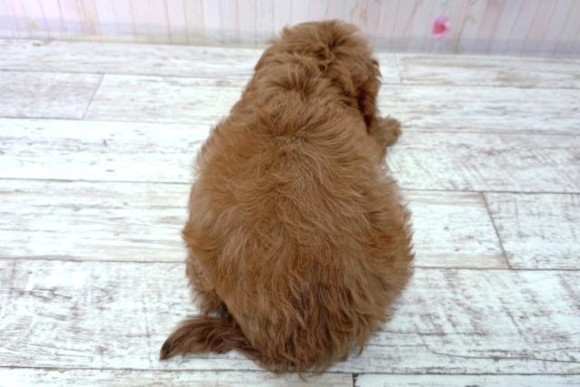 北海道のコッカプー(アメリカンコッカースパニエル×プードル) (Coo&RIKU苫小牧店/2026年1月15日生まれ/女の子/アプリコット)の子犬の4枚目の画像