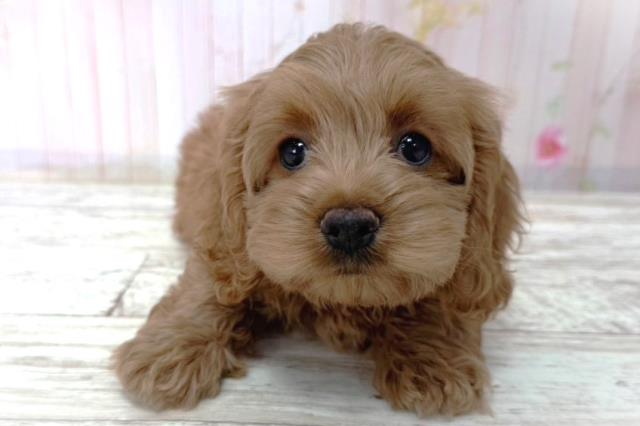 北海道のコッカプー(アメリカンコッカースパニエル×プードル) (Coo&RIKU函館店/2026年1月15日生まれ/女の子/アプリコット)の子犬の1枚目の画像