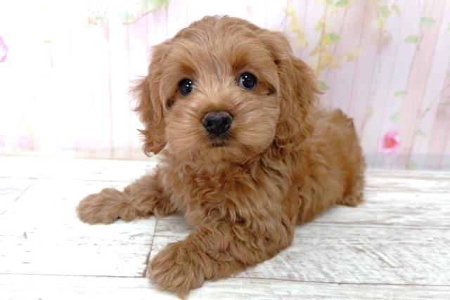 北海道のコッカプー(アメリカンコッカースパニエル×プードル) (Coo&RIKU函館店/2026年1月15日生まれ/女の子/アプリコット)の子犬の2枚目の画像