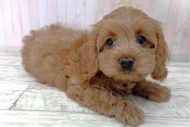 北海道のコッカプー(アメリカンコッカースパニエル×プードル) (Coo&RIKU函館店/2026年1月15日生まれ/女の子/アプリコット)の子犬の3枚目の画像