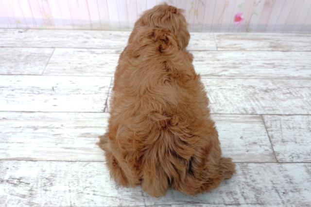 北海道のコッカプー(アメリカンコッカースパニエル×プードル) (Coo&RIKU函館店/2026年1月15日生まれ/女の子/アプリコット)の子犬の4枚目の画像