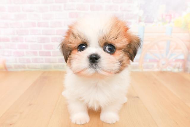 宮城県のシーズー (Coo&RIKU仙台太白店/2026年1月13日生まれ/男の子/ゴールドホワイト)の子犬