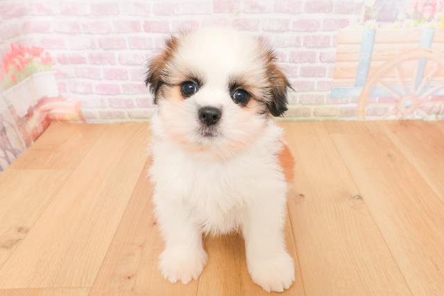 栃木県のシーズー (Coo&RIKU宇都宮店/2026年1月13日生まれ/男の子/ゴールドホワイト)の子犬