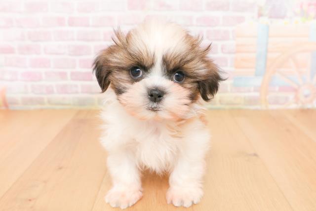 栃木県のシーズー (Coo&RIKUイオンタウン佐野店/2026年1月13日生まれ/男の子/ゴールドホワイト)の子犬