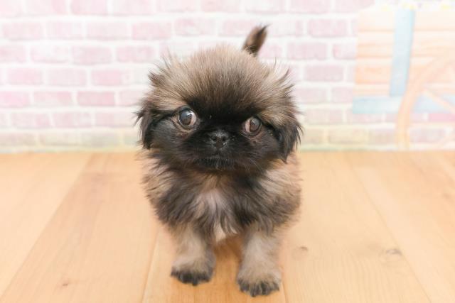 山形県のペキニーズ (Coo&RIKU山形店/2026年1月15日生まれ/男の子/フォーンホワイト)の子犬の1枚目の画像