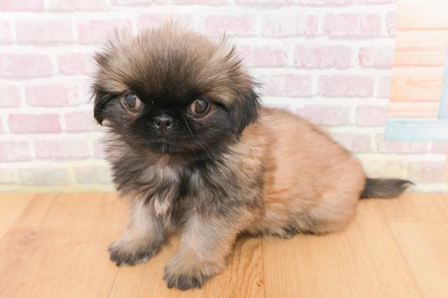 山形県のペキニーズ (Coo&RIKU山形店/2026年1月15日生まれ/男の子/フォーンホワイト)の子犬の2枚目の画像