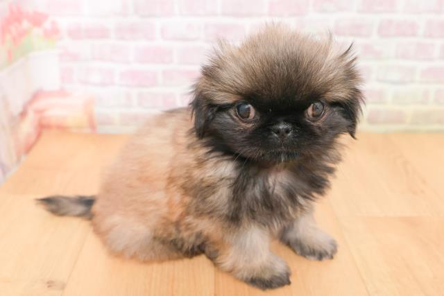 山形県のペキニーズ (Coo&RIKU山形店/2026年1月15日生まれ/男の子/フォーンホワイト)の子犬の3枚目の画像