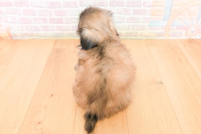 山形県のペキニーズ (Coo&RIKU山形店/2026年1月15日生まれ/男の子/フォーンホワイト)の子犬の4枚目の画像