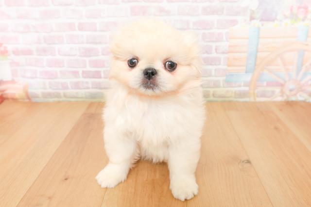 宮城県のペキニーズ (Coo&RIKU仙台太白店/2026年1月15日生まれ/女の子/クリームホワイト)の子犬