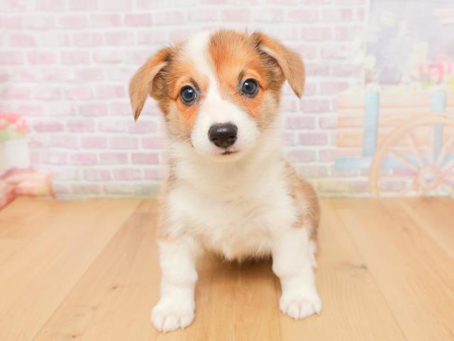 福島県のウェルシュコーギーペンブローク (Coo&RIKU郡山店/2026年1月15日生まれ/男の子/レッドホワイト)の子犬の1枚目の画像