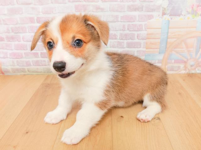 福島県のウェルシュコーギーペンブローク (Coo&RIKU郡山店/2026年1月15日生まれ/男の子/レッドホワイト)の子犬の2枚目の画像