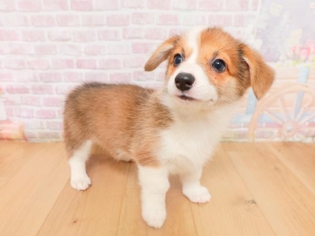 福島県のウェルシュコーギーペンブローク (Coo&RIKU郡山店/2026年1月15日生まれ/男の子/レッドホワイト)の子犬の3枚目の画像