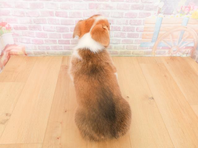 福島県のウェルシュコーギーペンブローク (Coo&RIKU郡山店/2026年1月15日生まれ/男の子/レッドホワイト)の子犬の4枚目の画像