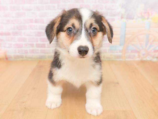 ウェルシュ・コーギー・ペンブローク