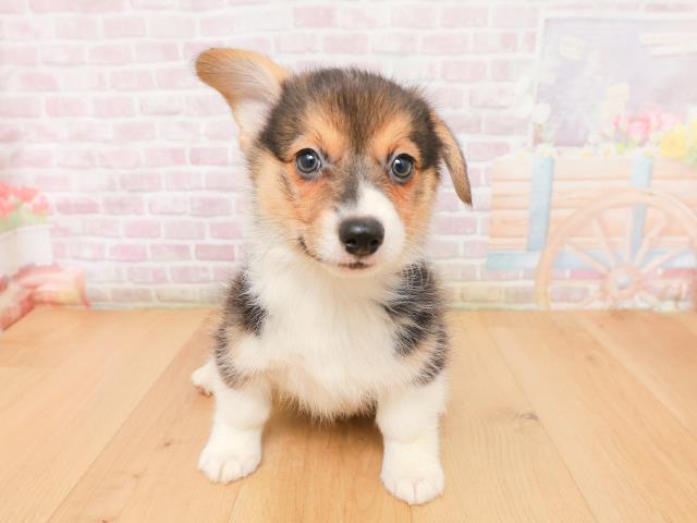 宮城県のウェルシュコーギーペンブローク (Coo&RIKU石巻店/2026年1月15日生まれ/男の子/ブラックタンホワイト)の子犬