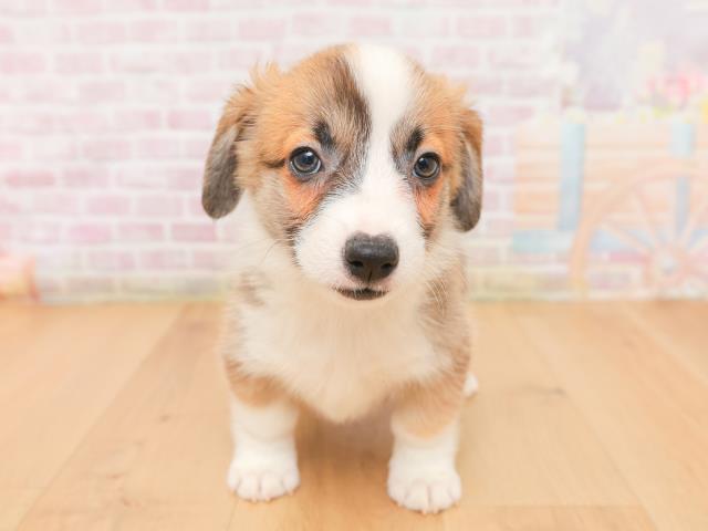 宮城県のウェルシュコーギーペンブローク (Coo&RIKUイオンタウン古川店/2026年1月15日生まれ/女の子/レッドホワイト)の子犬