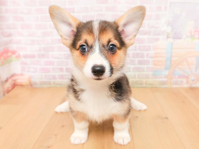 ウェルシュ・コーギー・ペンブローク