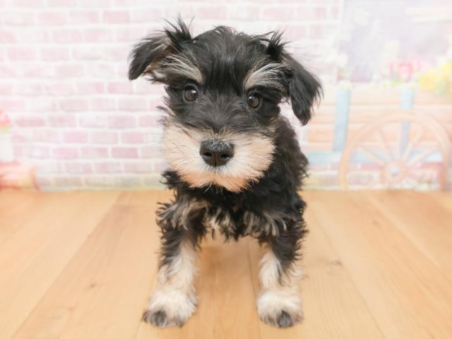 栃木県のミニチュアシュナウザー (Coo&RIKU宇都宮店/2026年1月15日生まれ/男の子/ブラックシルバー)の子犬