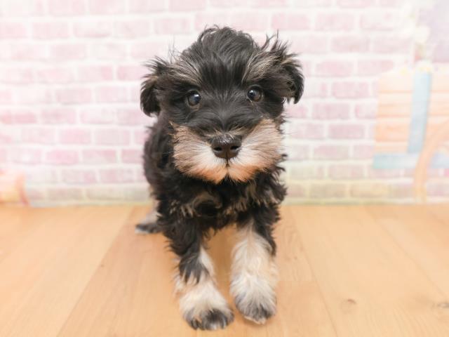 栃木県のミニチュアシュナウザー (Coo&RIKUイオンタウン佐野店/2026年1月15日生まれ/女の子/ブラックシルバー)の子犬