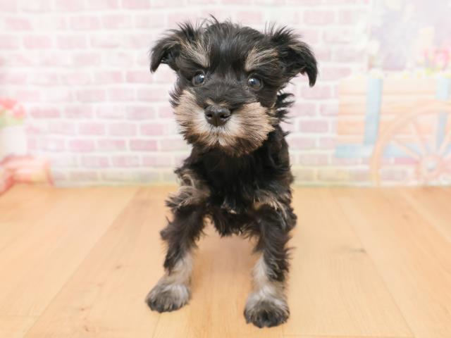 青森県のミニチュアシュナウザー (Coo&RIKU青森店/2026年1月15日生まれ/女の子/ブラックシルバー)の子犬