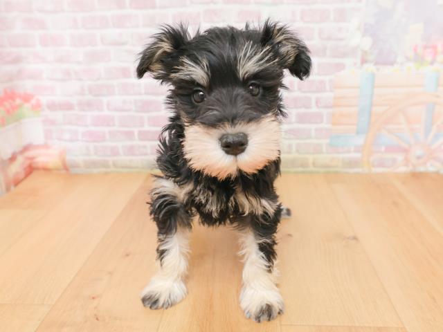 ミニチュア・シュナウザー