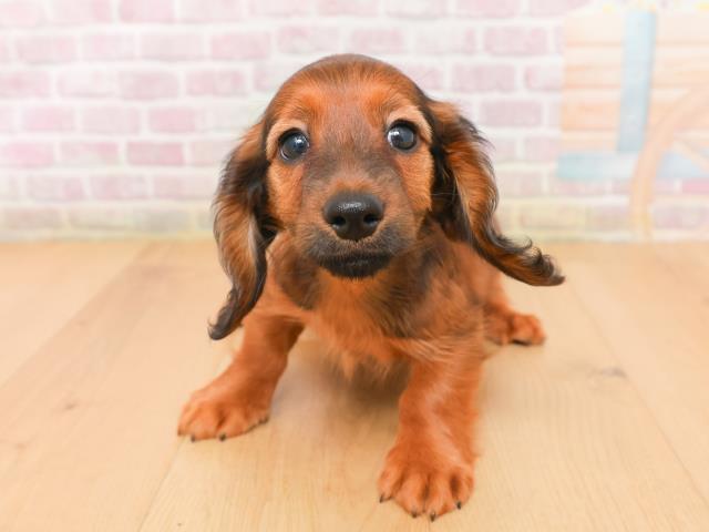 岩手県のミニチュアダックスフンド(ロング) (Coo&RIKU一関店/2026年1月15日生まれ/男の子/レッド)の子犬の1枚目の画像