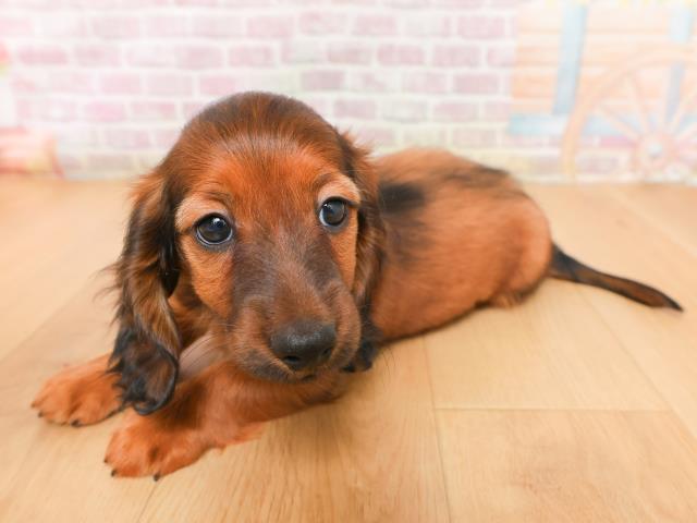 岩手県のミニチュアダックスフンド(ロング) (Coo&RIKU一関店/2026年1月15日生まれ/男の子/レッド)の子犬の2枚目の画像