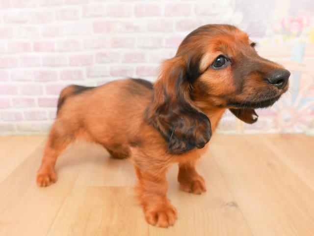 岩手県のミニチュアダックスフンド(ロング) (Coo&RIKU一関店/2026年1月15日生まれ/男の子/レッド)の子犬の3枚目の画像