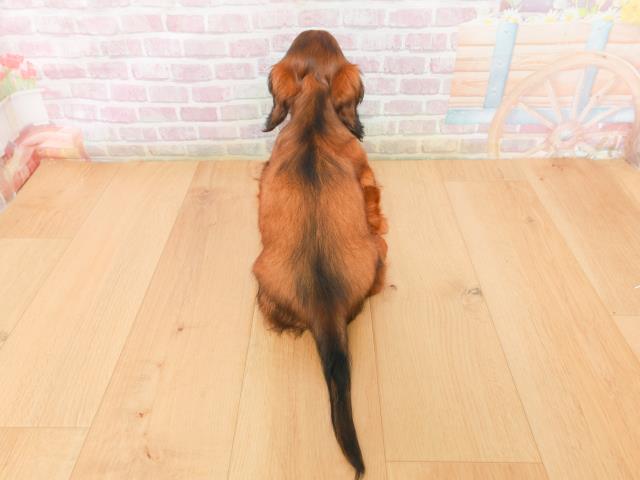 岩手県のミニチュアダックスフンド(ロング) (Coo&RIKU一関店/2026年1月15日生まれ/男の子/レッド)の子犬の4枚目の画像