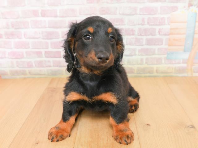 青森県のミニチュアダックスフンド(ロング) (Coo&RIKU八戸店/2026年1月15日生まれ/女の子/ブラックタン)の子犬