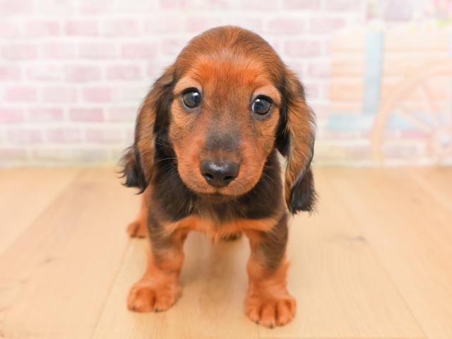 福島県のミニチュアダックスフンド(ロング) (Coo&RIKU郡山店/2026年1月15日生まれ/女の子/レッド)の子犬の1枚目の画像