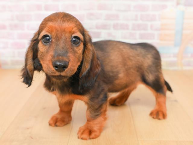 福島県のミニチュアダックスフンド(ロング) (Coo&RIKU郡山店/2026年1月15日生まれ/女の子/レッド)の子犬の2枚目の画像