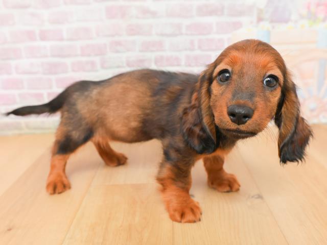 福島県のミニチュアダックスフンド(ロング) (Coo&RIKU郡山店/2026年1月15日生まれ/女の子/レッド)の子犬の3枚目の画像