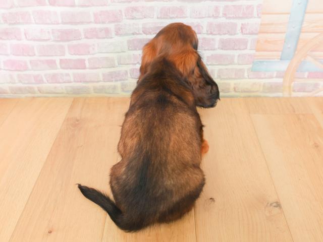 福島県のミニチュアダックスフンド(ロング) (Coo&RIKU郡山店/2026年1月15日生まれ/女の子/レッド)の子犬の4枚目の画像