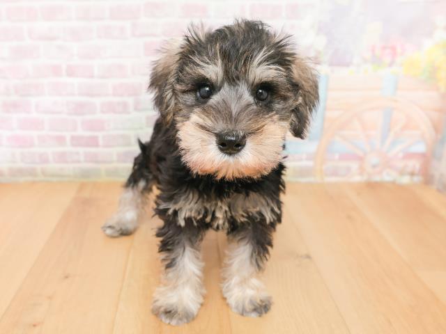 群馬県のミニチュアシュナウザー (Coo&RIKU藤岡店/2026年1月17日生まれ/男の子/ブラックシルバー)の子犬