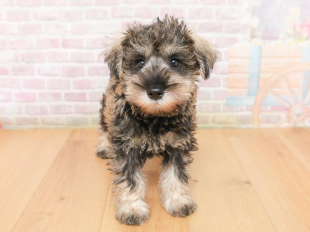 ミニチュア・シュナウザー