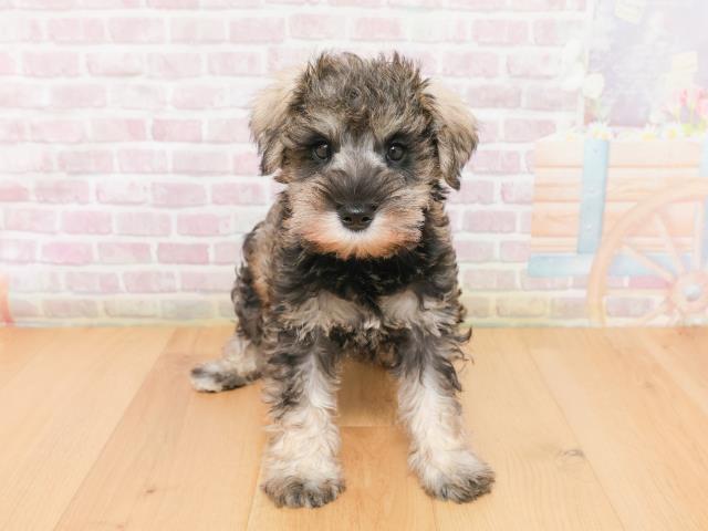 ミニチュア・シュナウザー