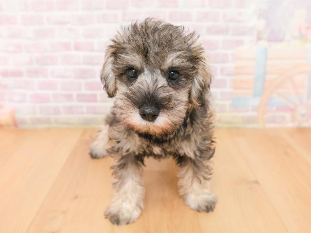 埼玉県のミニチュアシュナウザー (Coo&RIKU川口戸塚店/2026年1月17日生まれ/女の子/ソルトペッパー)の子犬