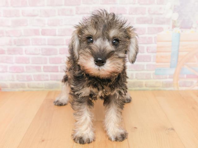 新潟県のミニチュアシュナウザー (Coo&RIKU新潟東店/2026年1月17日生まれ/女の子/ソルトペッパー)の子犬の1枚目の画像