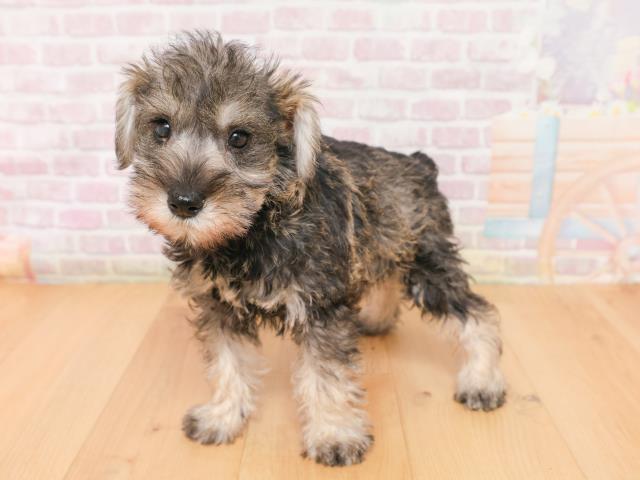 新潟県のミニチュアシュナウザー (Coo&RIKU新潟東店/2026年1月17日生まれ/女の子/ソルトペッパー)の子犬の2枚目の画像