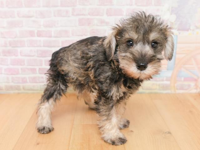 新潟県のミニチュアシュナウザー (Coo&RIKU新潟東店/2026年1月17日生まれ/女の子/ソルトペッパー)の子犬の3枚目の画像